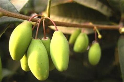 桂花果實可以吃嗎|桂花果怎麼吃 桂花果可以生吃嗎